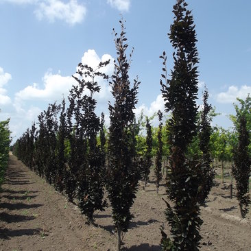 Fagus sylvatica 'Daywick Purple'