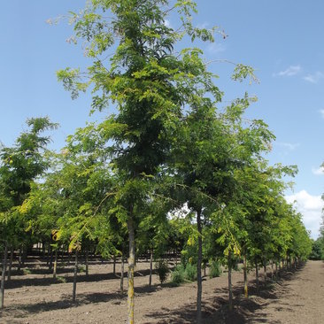 Gleditsia triacanthos 'Sunburst'