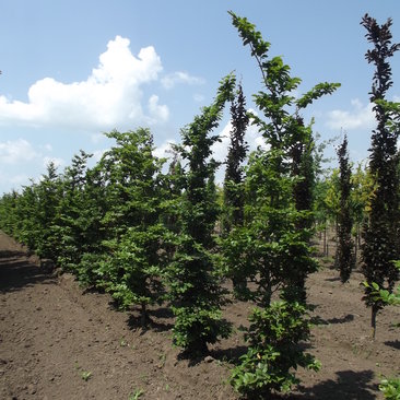 Fagus sylvatica 