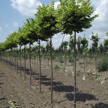 Tilia platyphyllos 'Pannónia'