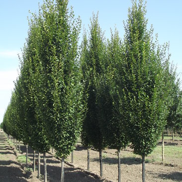 Carpinus betulus 'Fastigiata'