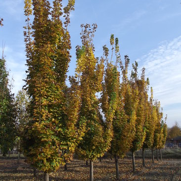 Acer platanoides 'Olmstedt'