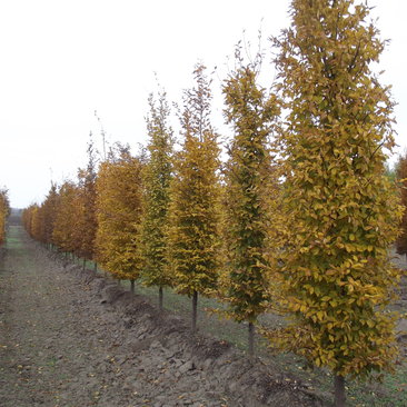 Carpinus betulus 