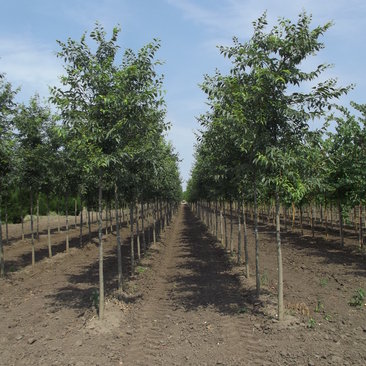 Celtis australis 