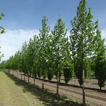 Corylus colurna 