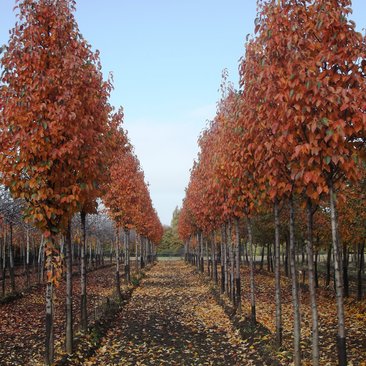 Malus tschonoskii