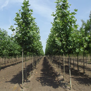 Platanus x acerifolia 