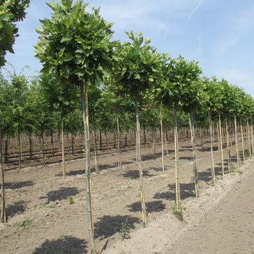 Platanus x acerifolia 'Alphen's Globe'