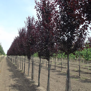 Prunus cerasifera 'Nigra'