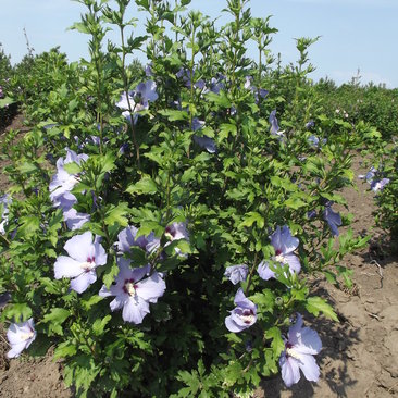 Hibiscus syriacus 'Blue Bird'