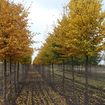 Carpinus betulus