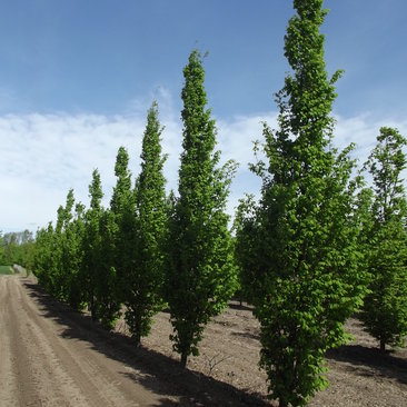 Carpinus betulus 'Frans Fontaine' 