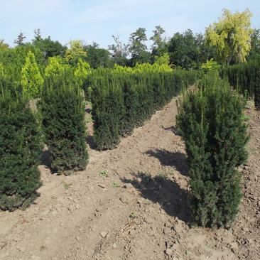 Taxus x media 'Hicksii'