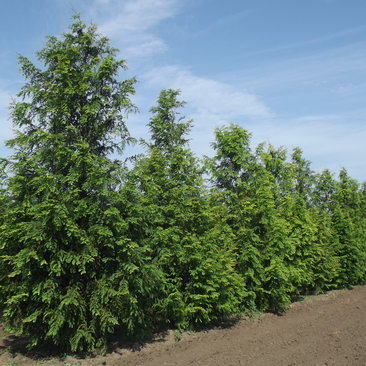 Metasequoia glyptostroboides