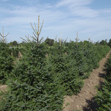 Picea omorika