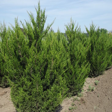 Juniperus chinensis 'Spartan'