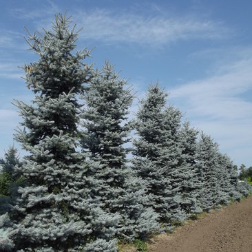 Picea pungens 'Edith'