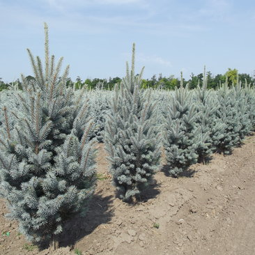 Picea pungens 'Iseli Fastigiata'