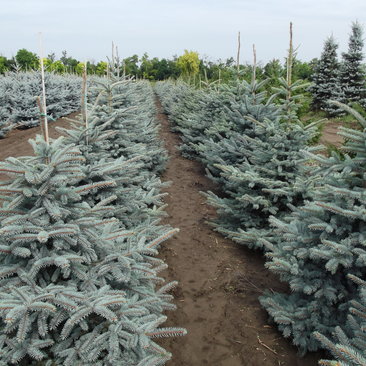 Picea pungens 'Kaibab'