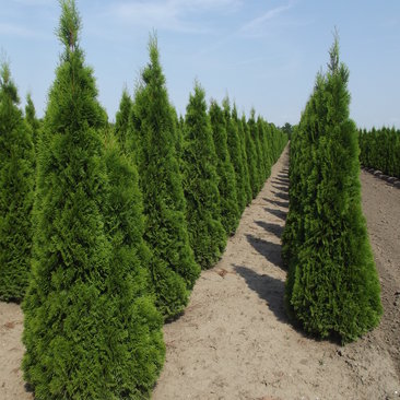 Thuja occientalis 'Smaragd'