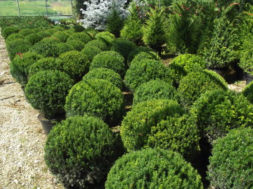 Taxus baccata 