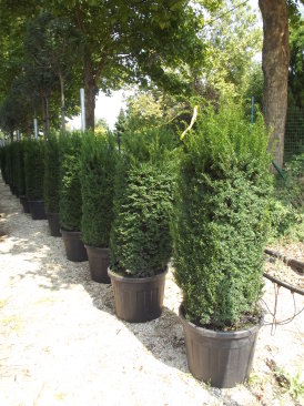 Taxus baccata 