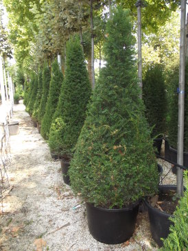 Taxus baccata 