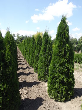 Thuja occientalis 'Smaragd'