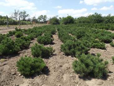 Pinus mugo 'Mughus'