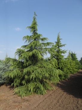 Cedrus deodara