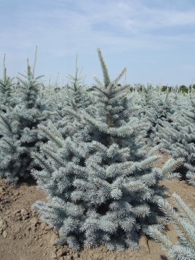 Picea pungens 'Barabits Blue'