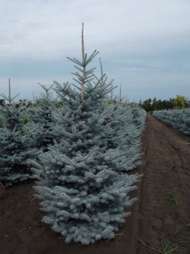 Picea pungens 'Edith'