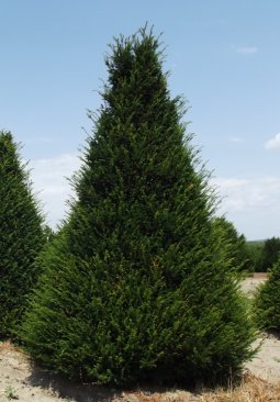 Taxus baccata 