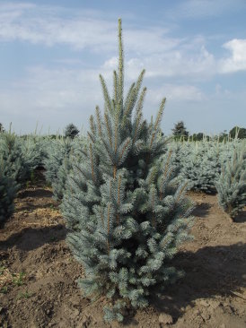 Picea pungens Iseli Fastigiata