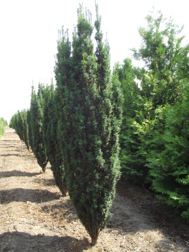 Taxus baccata 'Fastigiata'