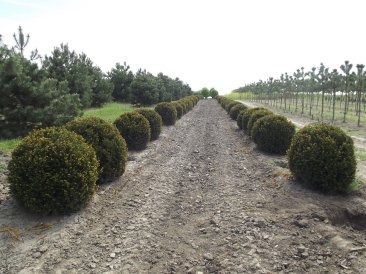 Taxus x media 'Brownii' 