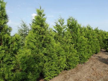 Thuja occidentalis 'Brabant'