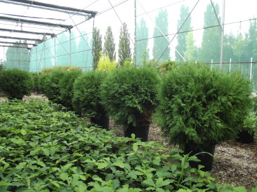 Thuja occidentalis 'Little Champion'