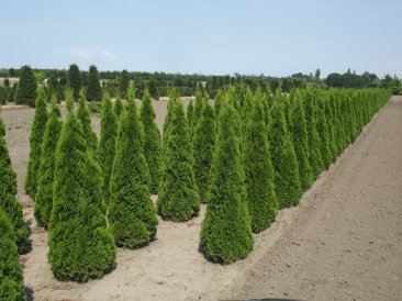 Thuja occientalis 'Smaragd'