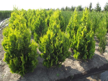 Thuja orientalis 'Pyramidalis Aurea'