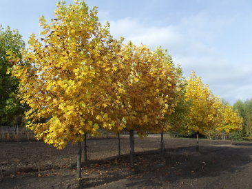 Liriodendron tulipifera