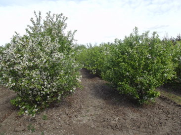 Malus sargentii 