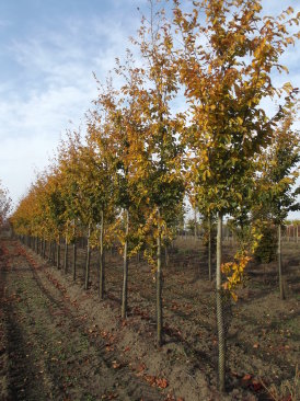 Parrotia persica