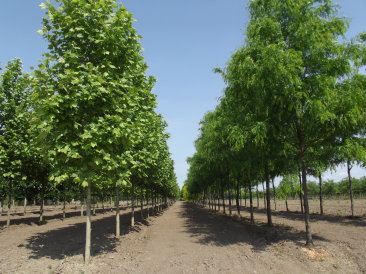 Platanus x acerifolia és Gleditsia triacanthos Skyline