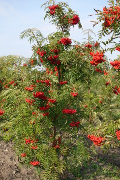 Sorbus commixta 'Tekeres'