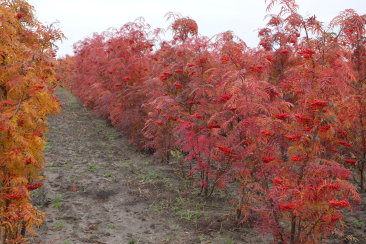 Sorbus commixta 'Tekeres'