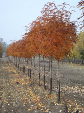 Sorbus 'Ullong'