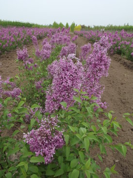 Syringa chinensis 'Saugeana' 