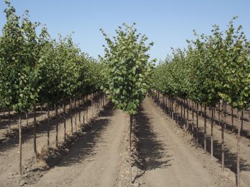 Tilia x intermedia 'Pallida'