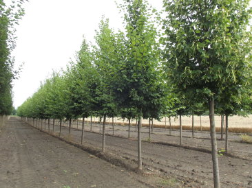 Tilia x intermedia 'Pallida'